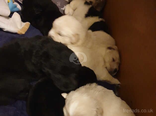 Golden Retriever Puppies for sale in Kent