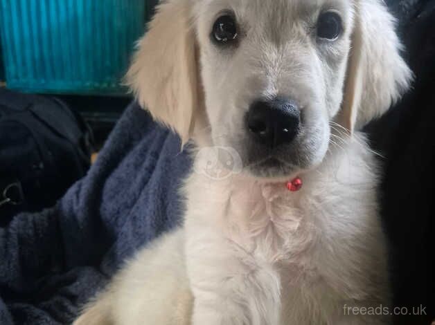 Golden retiver girl puppies for sale in Chingford, Waltham Forest, Greater London