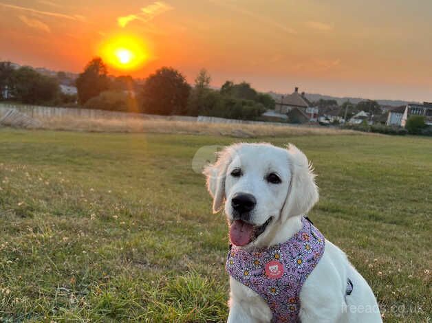 Golden retreiver for sale in Hornchurch, Havering, Greater London