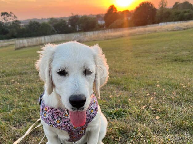 Golden Retrievers for sale in Hornchurch, Havering, Greater London