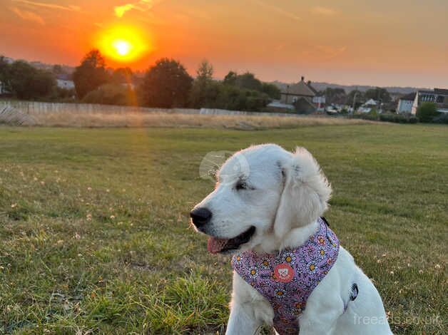 Golden retreiver for sale in Hornchurch, Havering, Greater London - Image 3