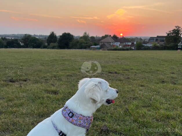 Golden retreiver for sale in Hornchurch, Havering, Greater London - Image 4