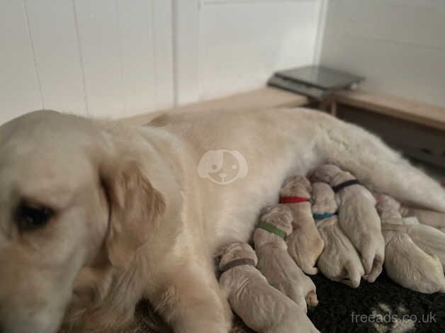 Golden Retrievers for sale in Bath, Somerset