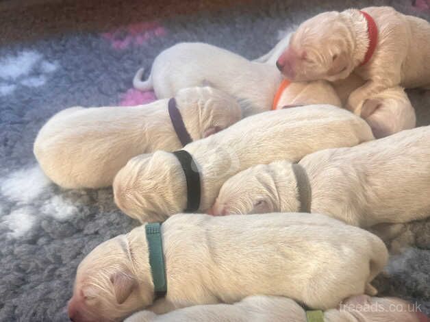 Golden Retriever Puppies for sale