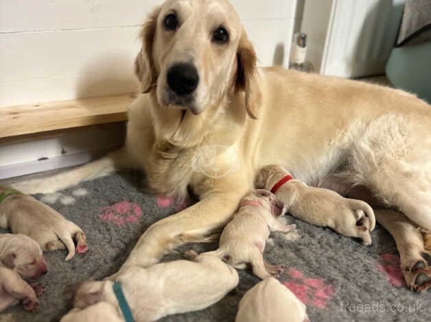 Golden Retreiver puppies KC for sale in Bath, Somerset - Image 5