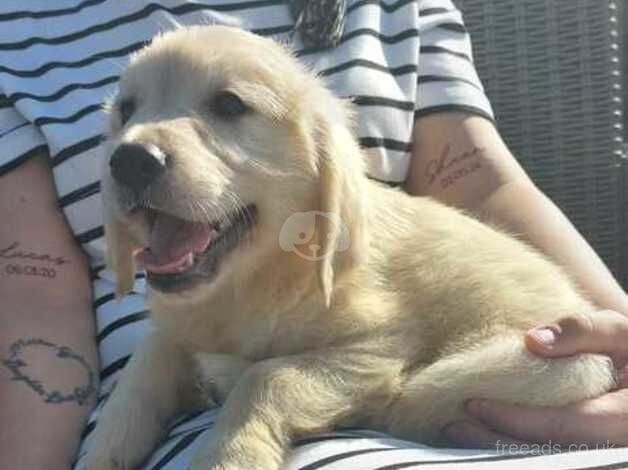 Golden Retreiver Puppy for sale in Cumbernauld, North Lanarkshire