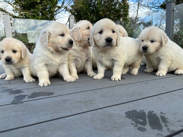 Golden Retreiver pups for sale in Armagh, County Armagh - Image 2