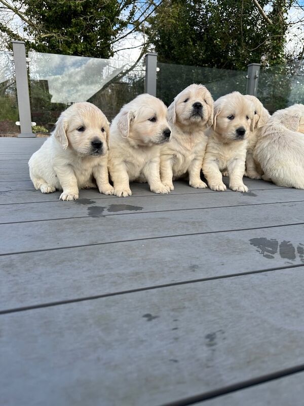 Golden Retreiver pups for sale in Armagh, County Armagh - Image 3