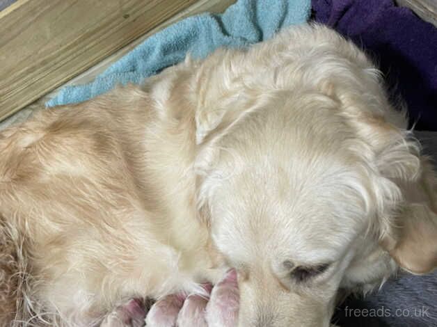 Golden Retrever Puppies for sale in Armagh - Image 4