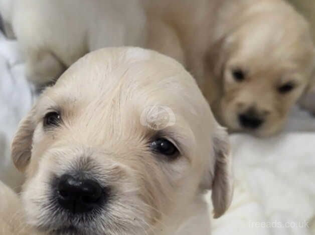 Golden Retrever Puppies for sale in Armagh - Image 5