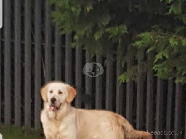 Golden Retriever 11 mts male. for sale in Crumlin, Antrim - Image 1