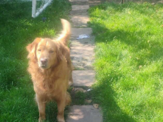 Golden retriever 3 year old for sale in Manchester, Greater Manchester