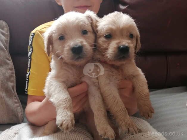 Golden Retriever 5 Boys and 4 Girls Seeks Forever home for sale in Lanark, South Lanarkshire