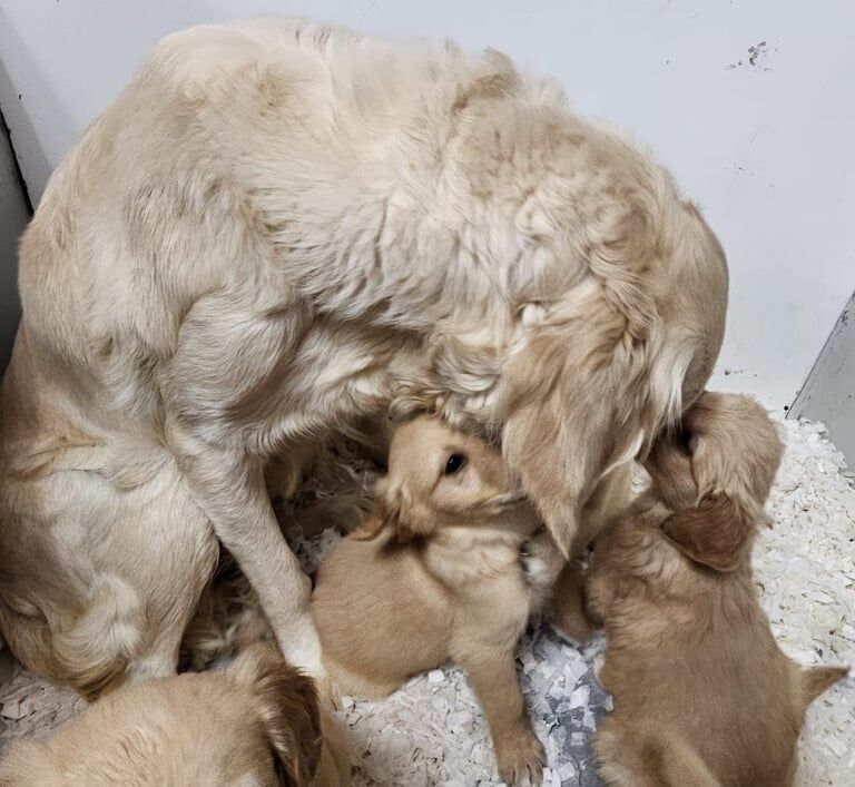 Golden retriever for sale in Hartlepool, Durham - Image 2