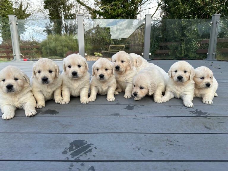 Golden retriever for sale in Armagh, County Armagh