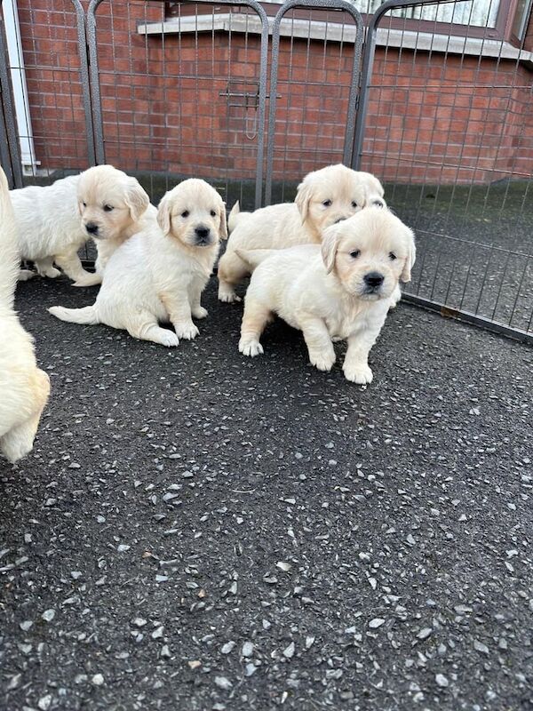 Golden retriever for sale in Armagh, County Armagh - Image 2