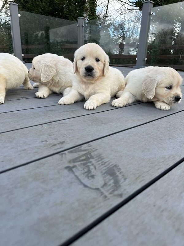 Golden retriever for sale in Armagh, County Armagh - Image 3