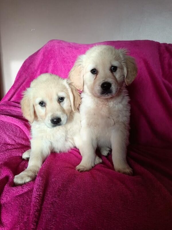 Golden Retriever for sale in Omagh, County Tyrone