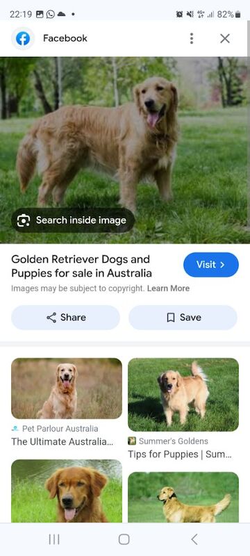 Golden retriever for sale in Essex