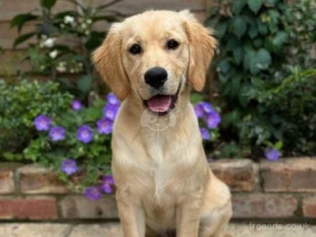 Golden Retriever 7 Month old Male for sale in Ashford, Kent