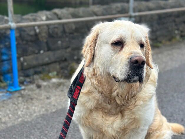Golden Retriever Alfie 2year and a half for sale in Stalybridge, Greater Manchester - Image 1