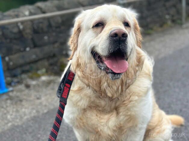 Golden Retriever Alfie 2year and a half for sale in Stalybridge, Greater Manchester - Image 2