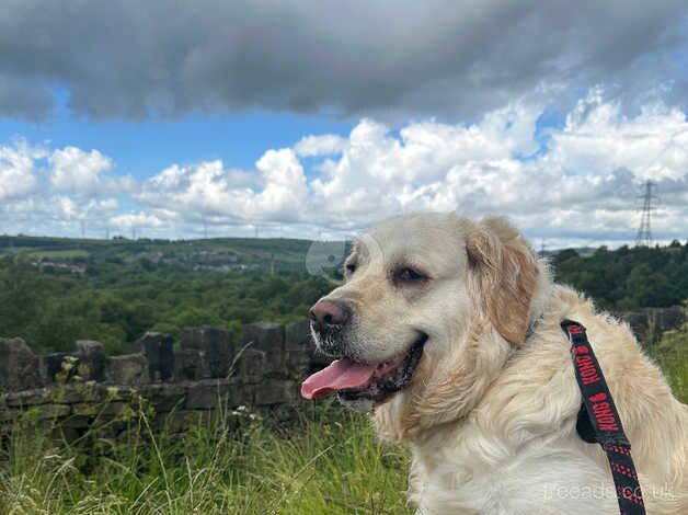 Golden Retriever Alfie 2year and a half for sale in Stalybridge, Greater Manchester - Image 3