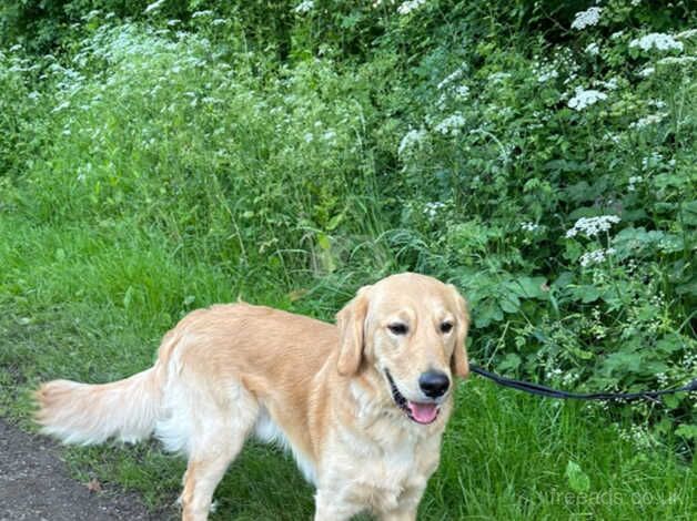 Golden Retriever boy 11 months for sale in Hinckley, Leicestershire - Image 3