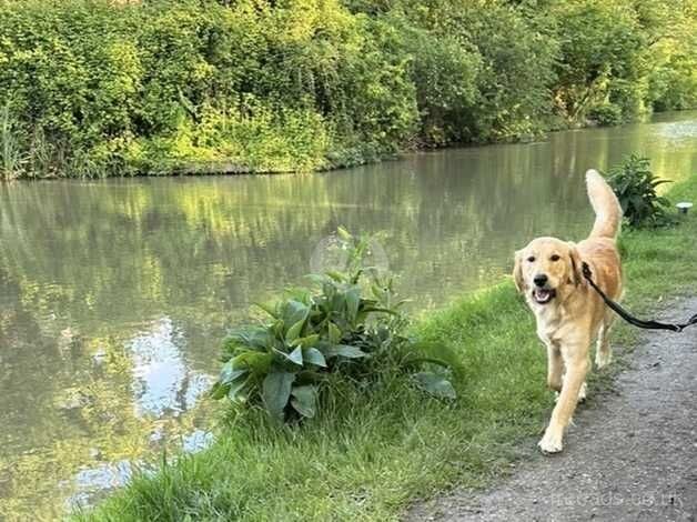 Golden retriever boy 12 months for sale in Leicestershire