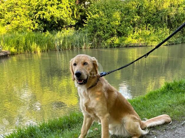 Golden retriever boy 12 months for sale in Leicestershire - Image 3