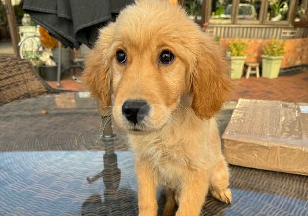 Golden retriever boy for sale in Coventry, West Midlands