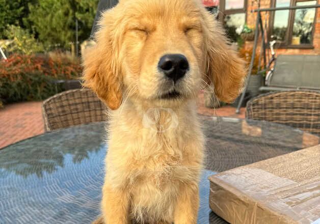 Golden retriever boy for sale in Coventry, West Midlands - Image 2