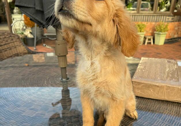 Golden retriever boy for sale in Coventry, West Midlands - Image 3