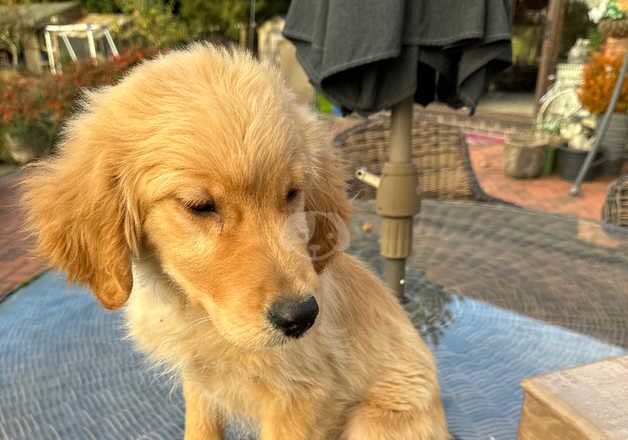 Golden Retriever Puppies for sale