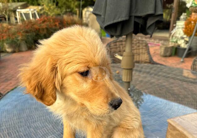 Golden retriever boy for sale in Coventry, West Midlands - Image 5