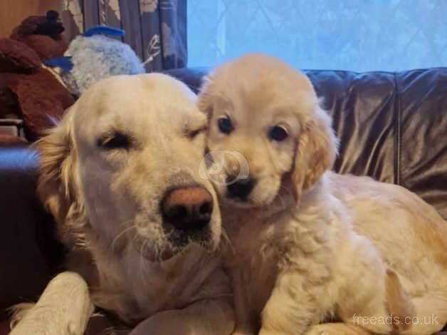 Golden Retriever boy for sale in Ellesmere Port, Cheshire