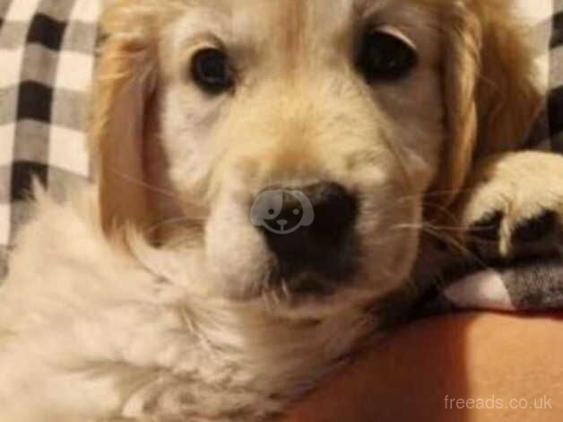 Golden Retriever boy for sale in Ellesmere Port, Cheshire - Image 2