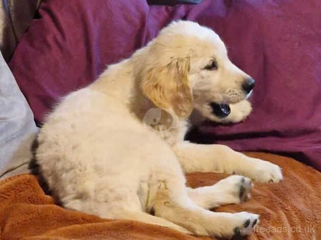 Golden Retriever boy for sale in Ellesmere Port, Cheshire - Image 5