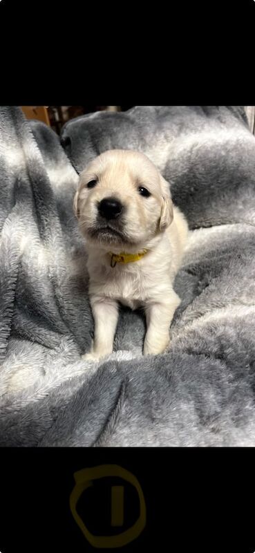 Golden Retriever chunky pups for sale in Exmouth, Devon