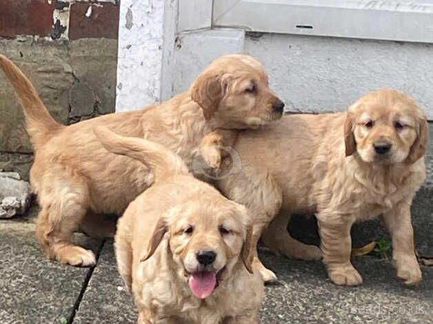 Golden Retriever companions for sale in Bradford, West Yorkshire - Image 3