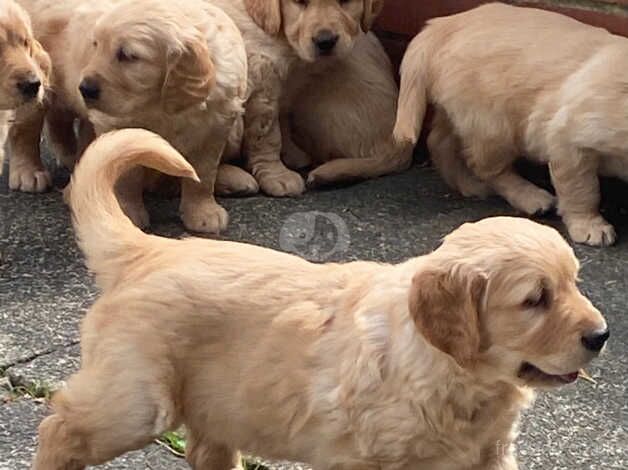 Golden Retriever companions for sale in Bradford, West Yorkshire - Image 4