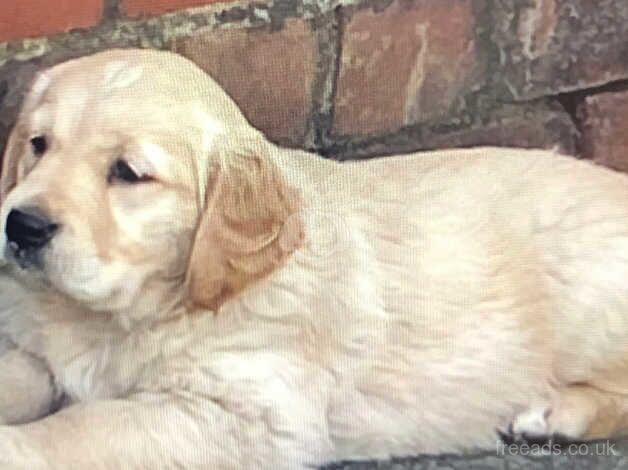 Golden Retriever companions for sale in Bradford, West Yorkshire - Image 5