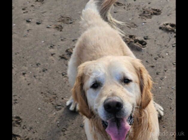 Golden retriever dog for sale in Carlisle, Cumbria - Image 1