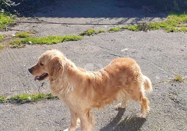 Golden Retriever Female 4 year old for sale in Carmarthen/Caerfyrddin, Carmarthenshire