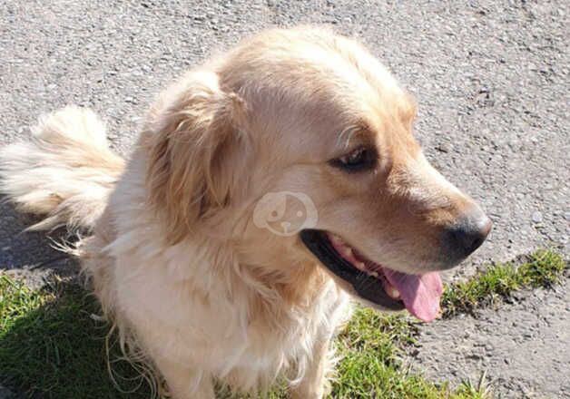 Golden Retriever Female 4 year old for sale in Carmarthen/Caerfyrddin, Carmarthenshire - Image 2