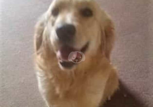 Golden Retriever Female 4 year old for sale in Carmarthen/Caerfyrddin, Carmarthenshire - Image 3