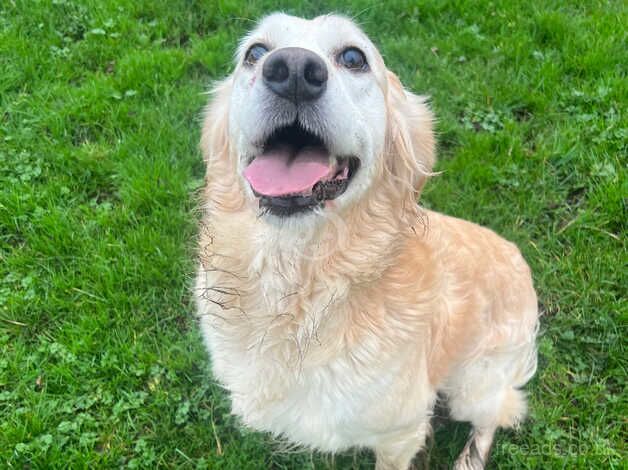 Golden retriever female for sale in Leek, Staffordshire