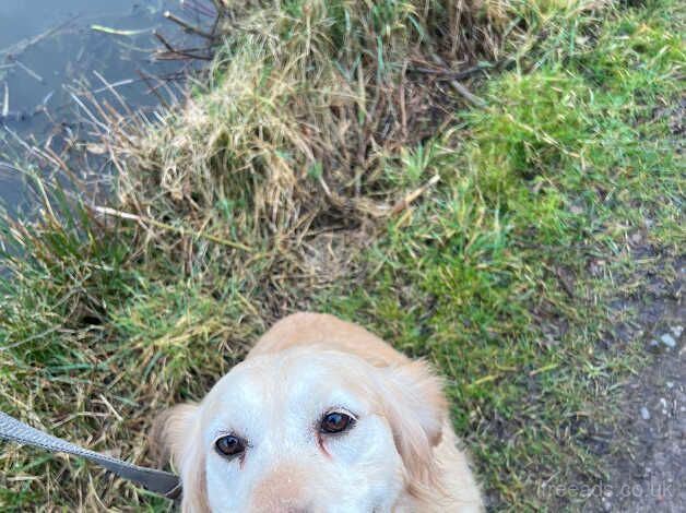 Golden retriever female for sale in Leek, Staffordshire - Image 2