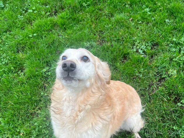 Golden retriever female for sale in Leek, Staffordshire - Image 3