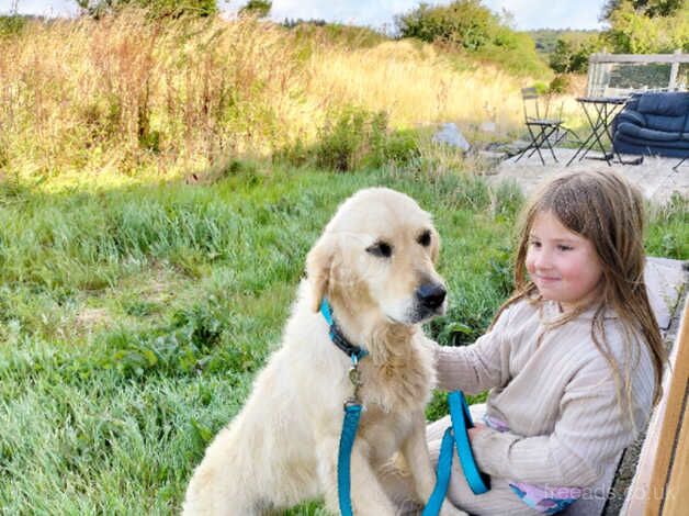 Golden retriever Female for sale in Menai Bridge/Porthaethwy, Isle of Anglesey